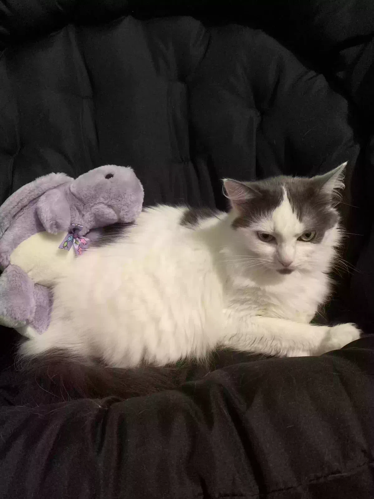 Lost cat in Winston Salem, NC, 27127