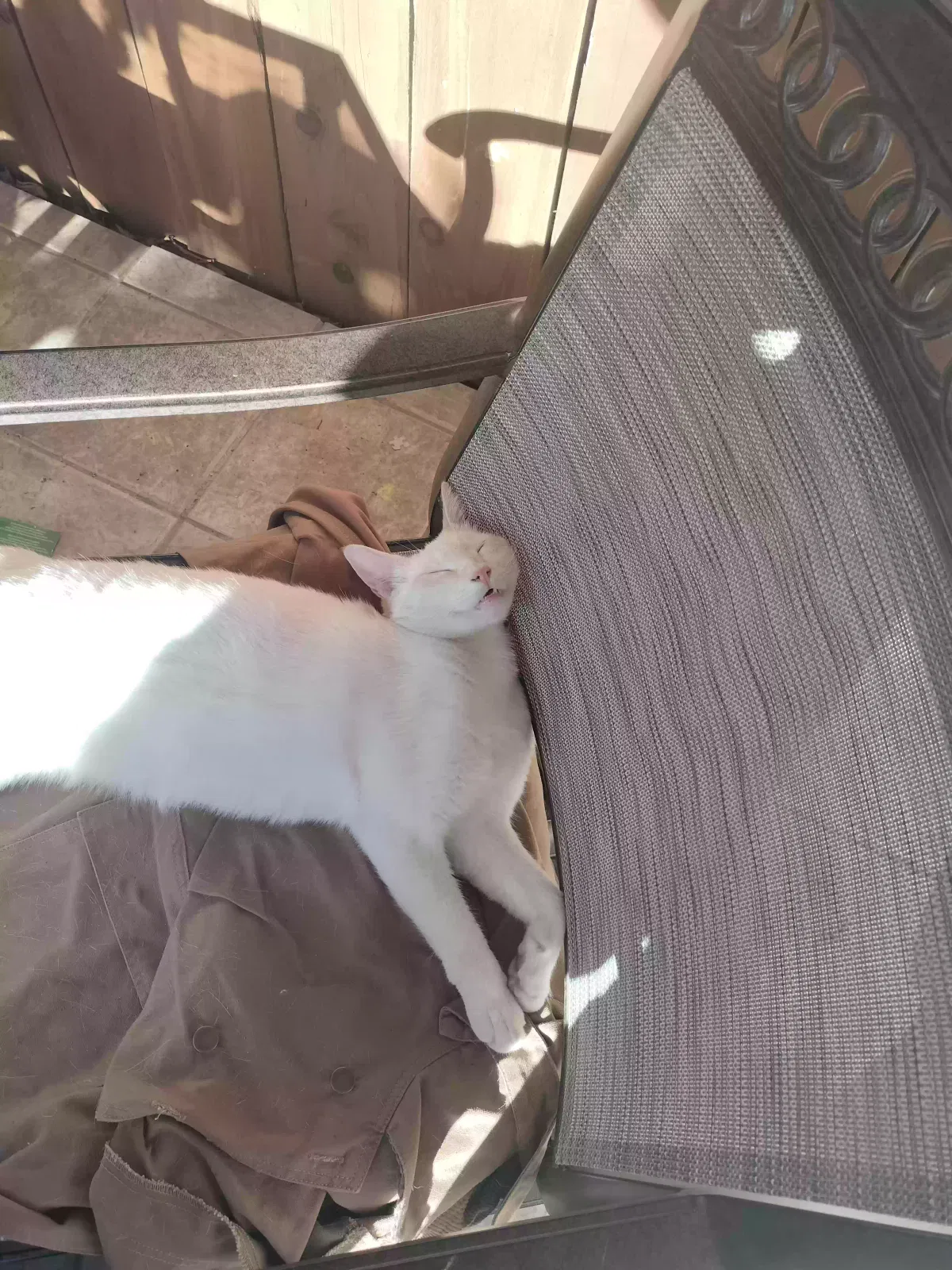 Lost cat in Ventura, CA, 93006