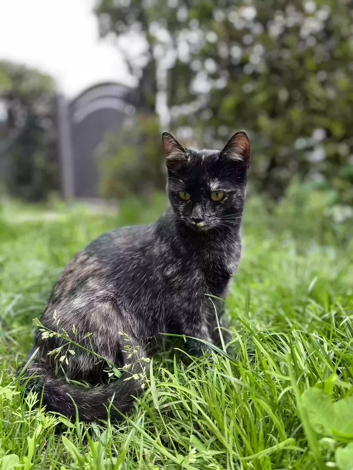 Lost cat in Colorado Springs, CO, 80911