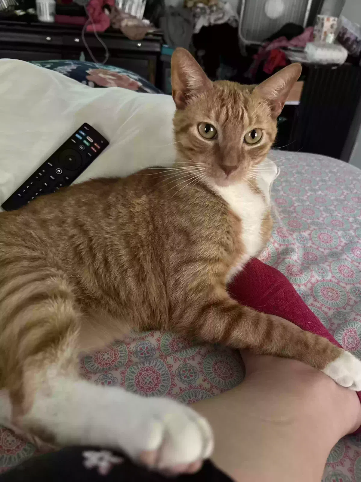 Lost cat in Middleburg, FL, 32068