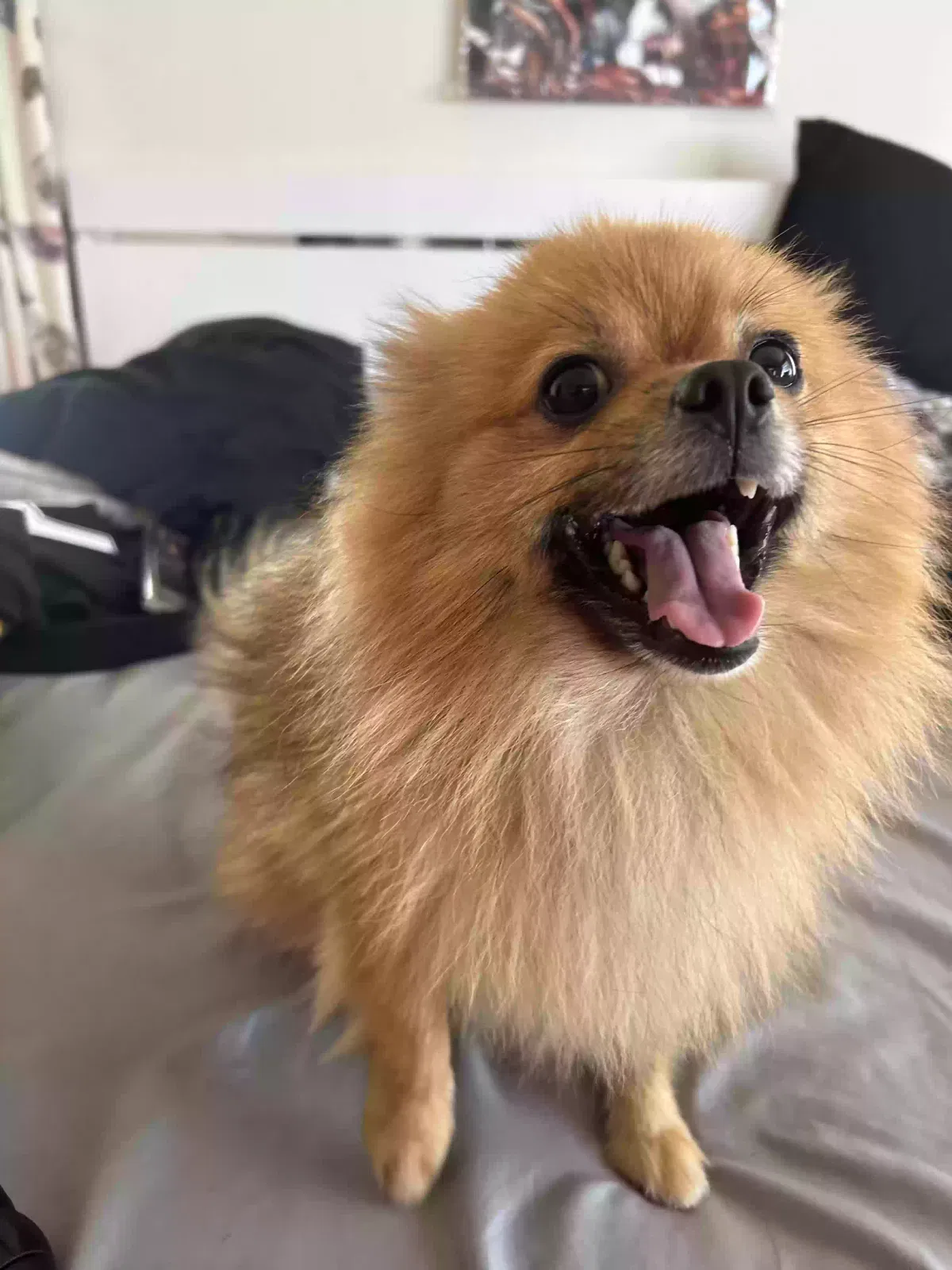 Lost dog in Rowland Heights, CA, 91748