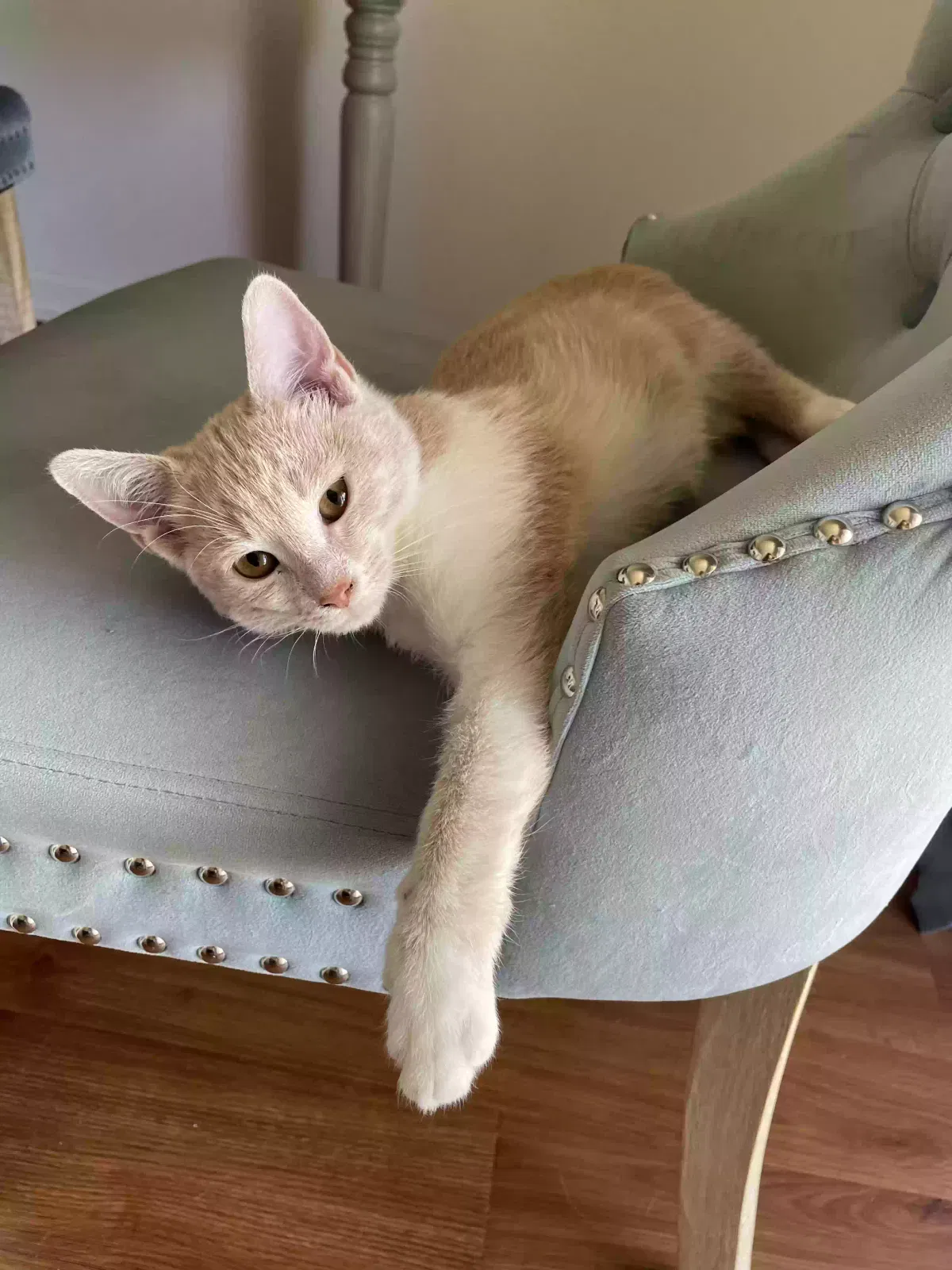 Lost cat in Colorado Springs, CO, 80902