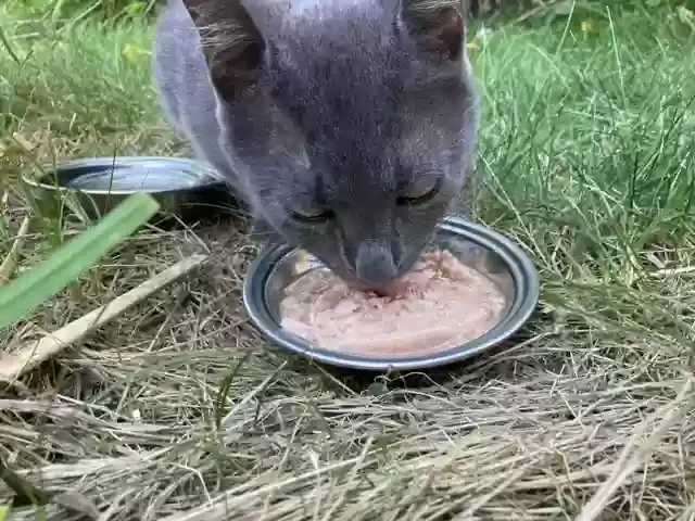 Found cat in Charlotte, MI, 48813
