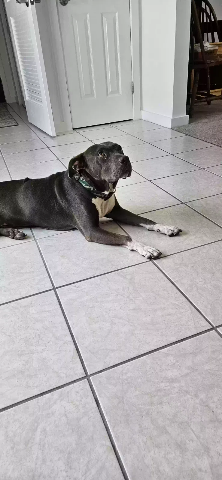 Found dog in Daleville, AL, 36322