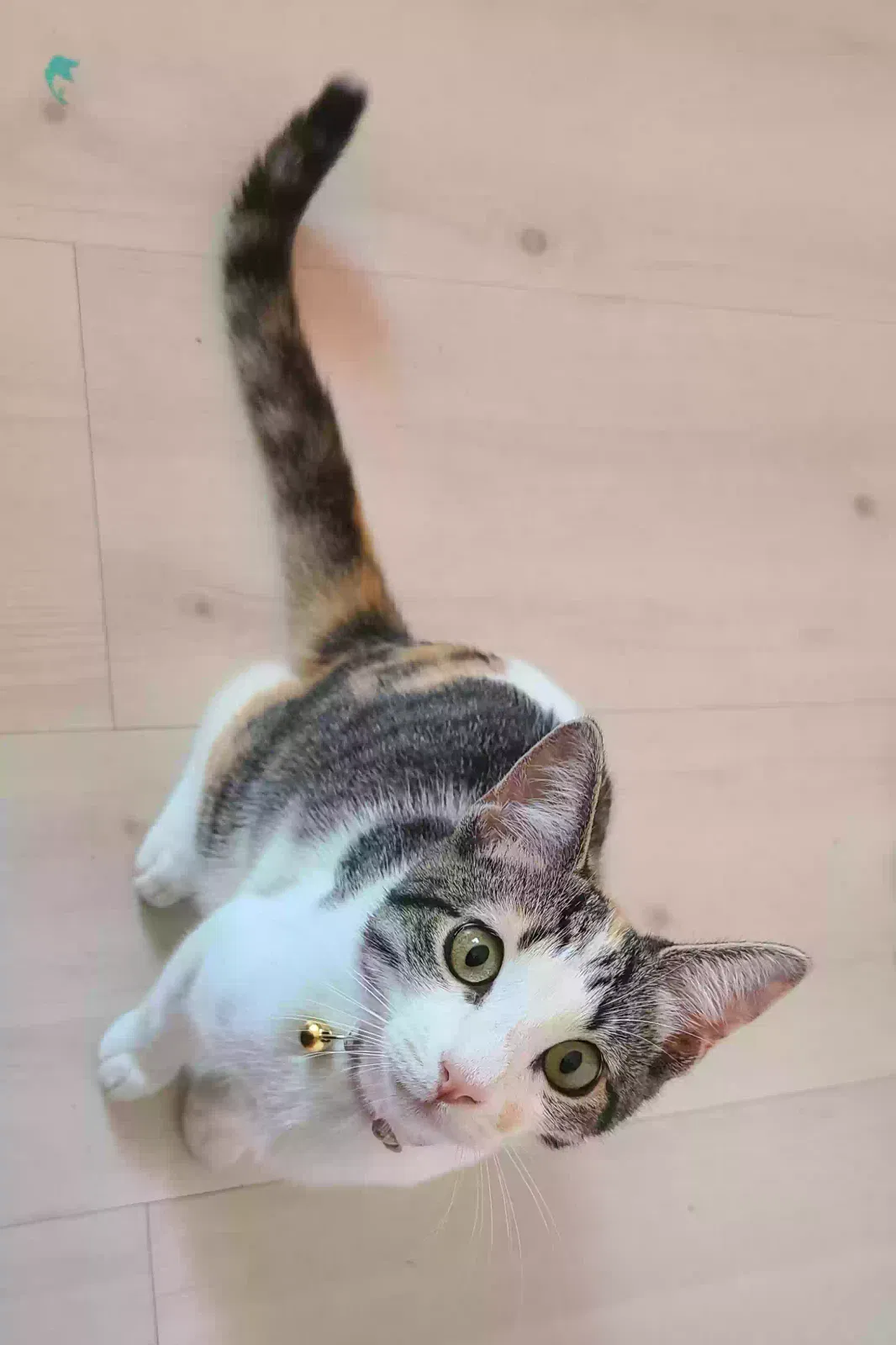 Lost cat in Irvine, CA, 92620
