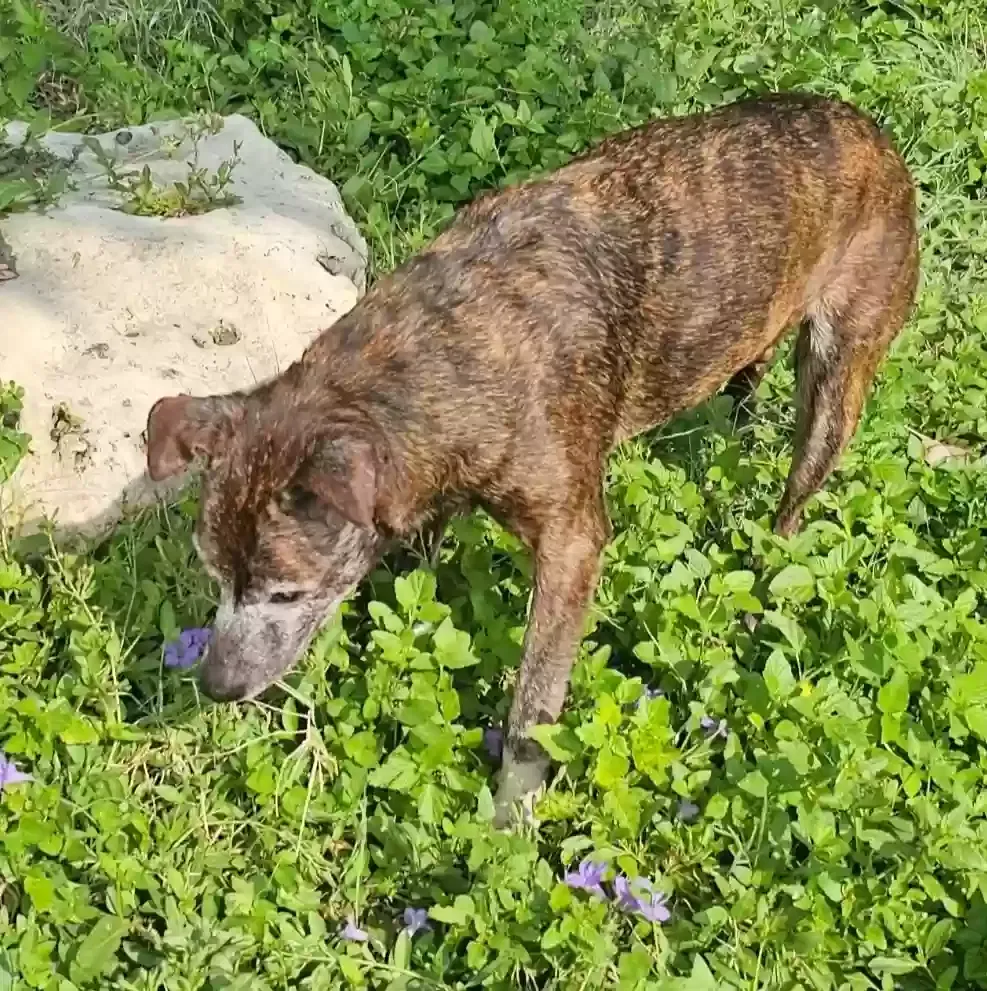 Lost dog in Corpus Christi, TX, 78410