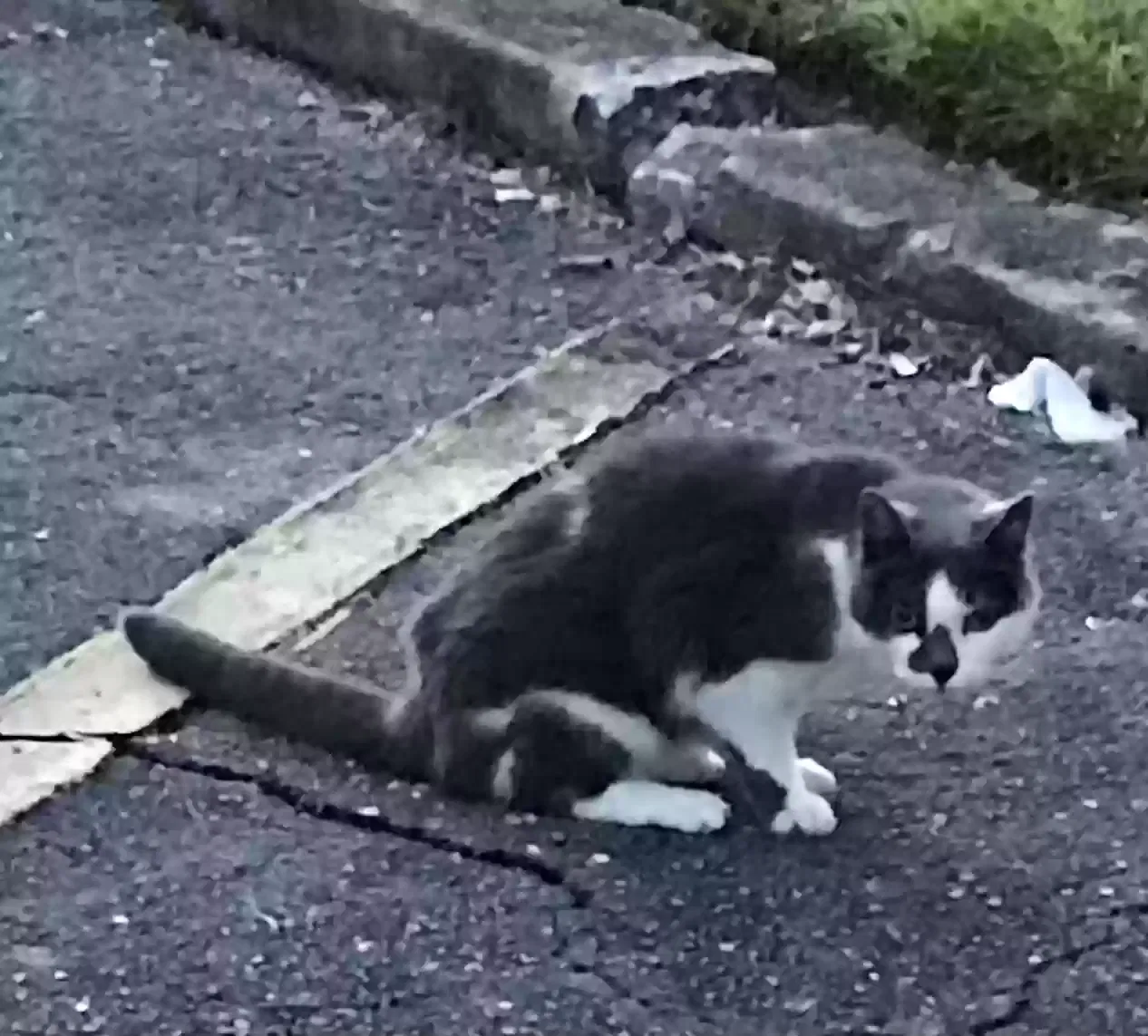 Found cat in Delray Beach, FL, 33446