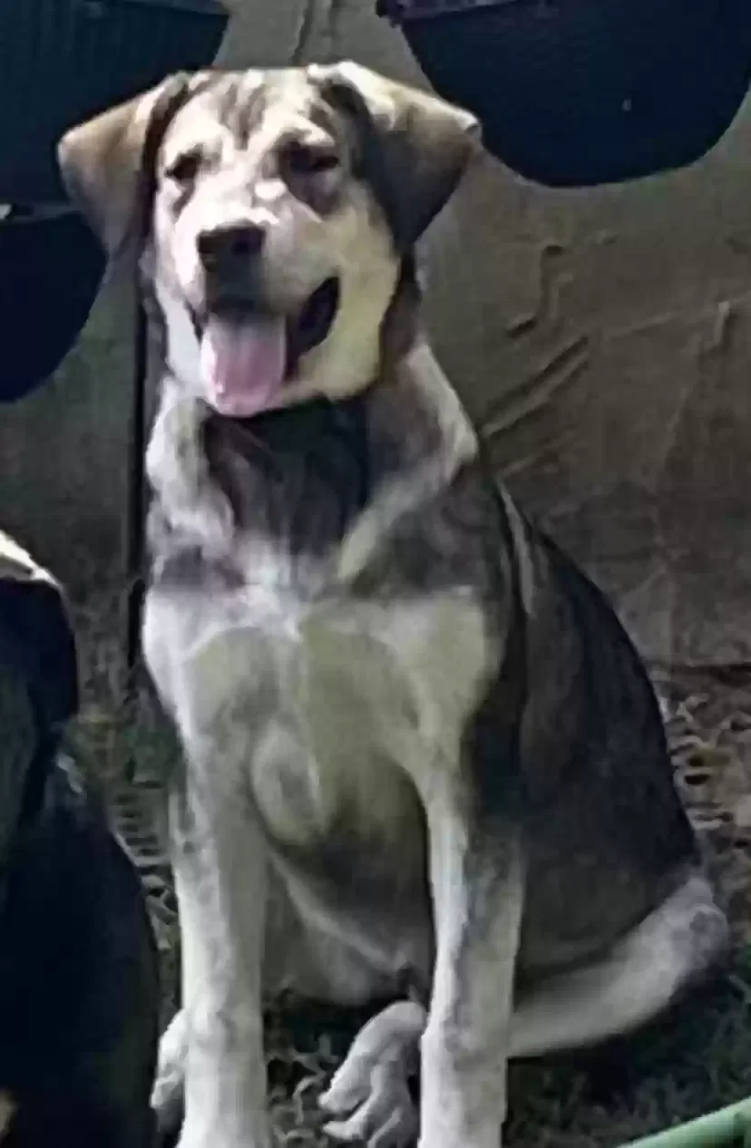 Lost dog in Hickory, NC, 28602