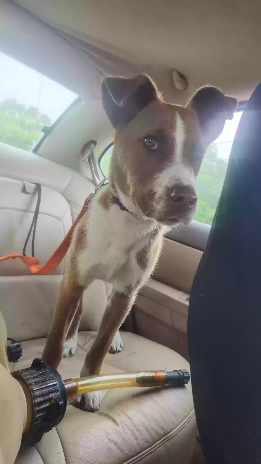 Lost dog in Winfield, WV, 25213