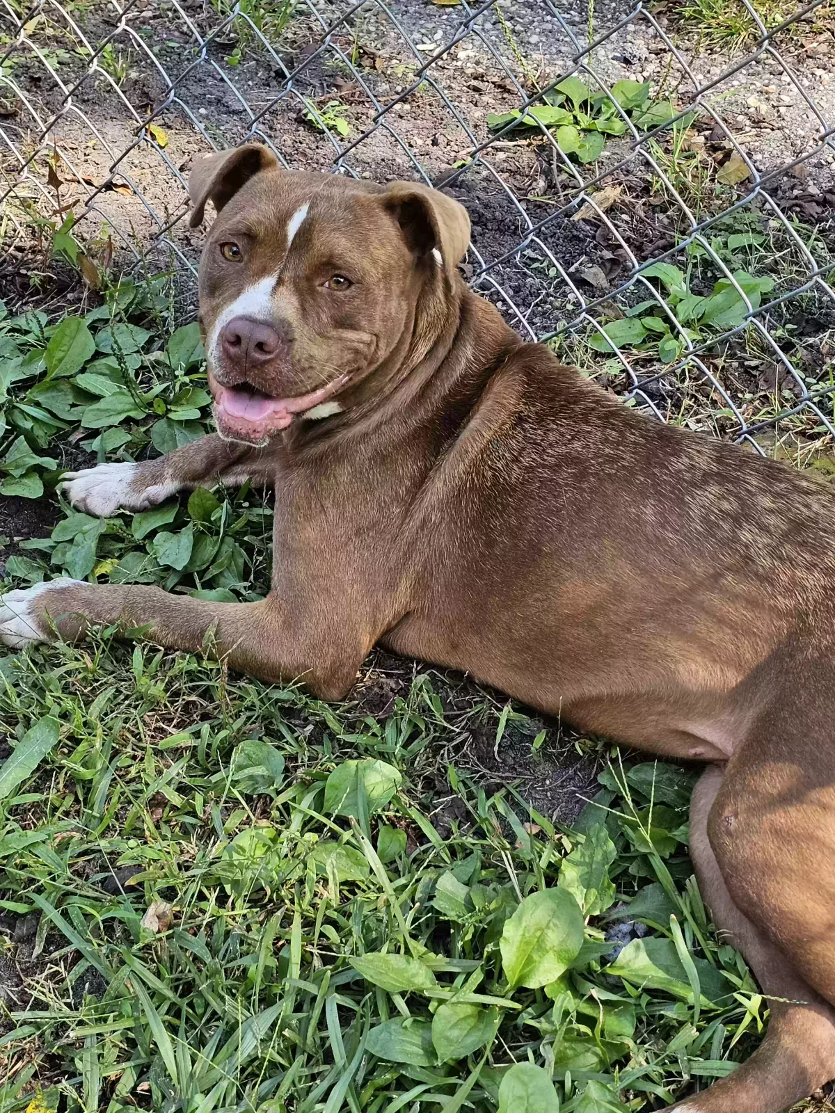 Found dog in Darlington, SC, 29532