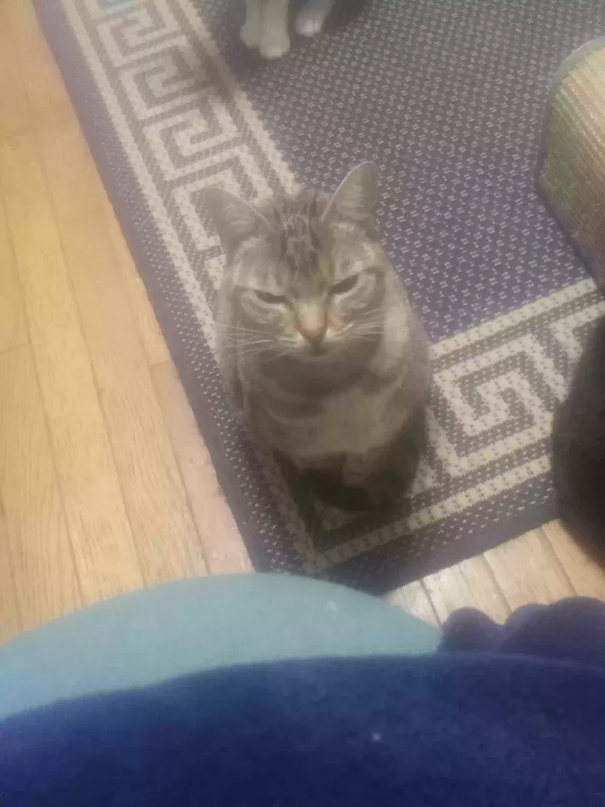 Lost cat in Pinson, AL, 35126