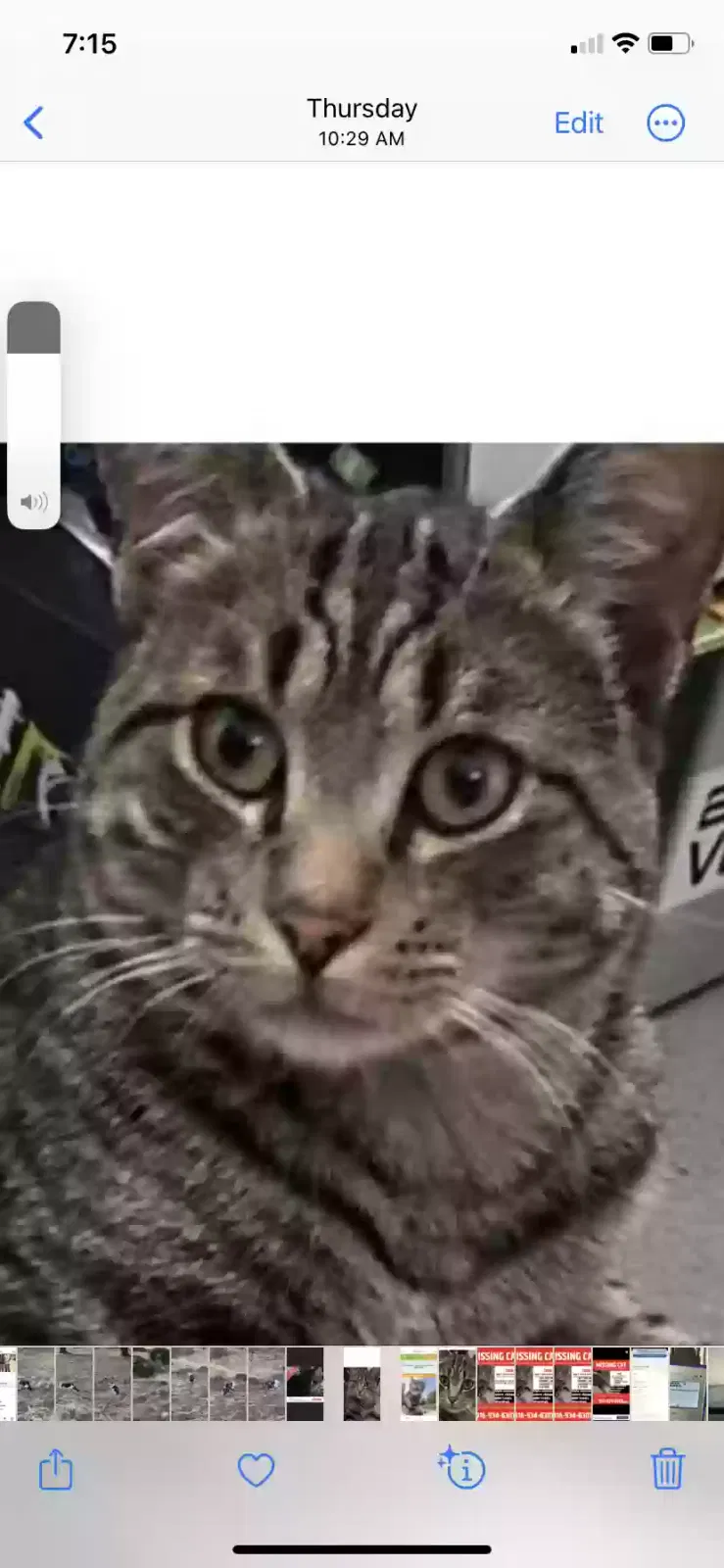Lost cat in Sacramento, CA, 95823