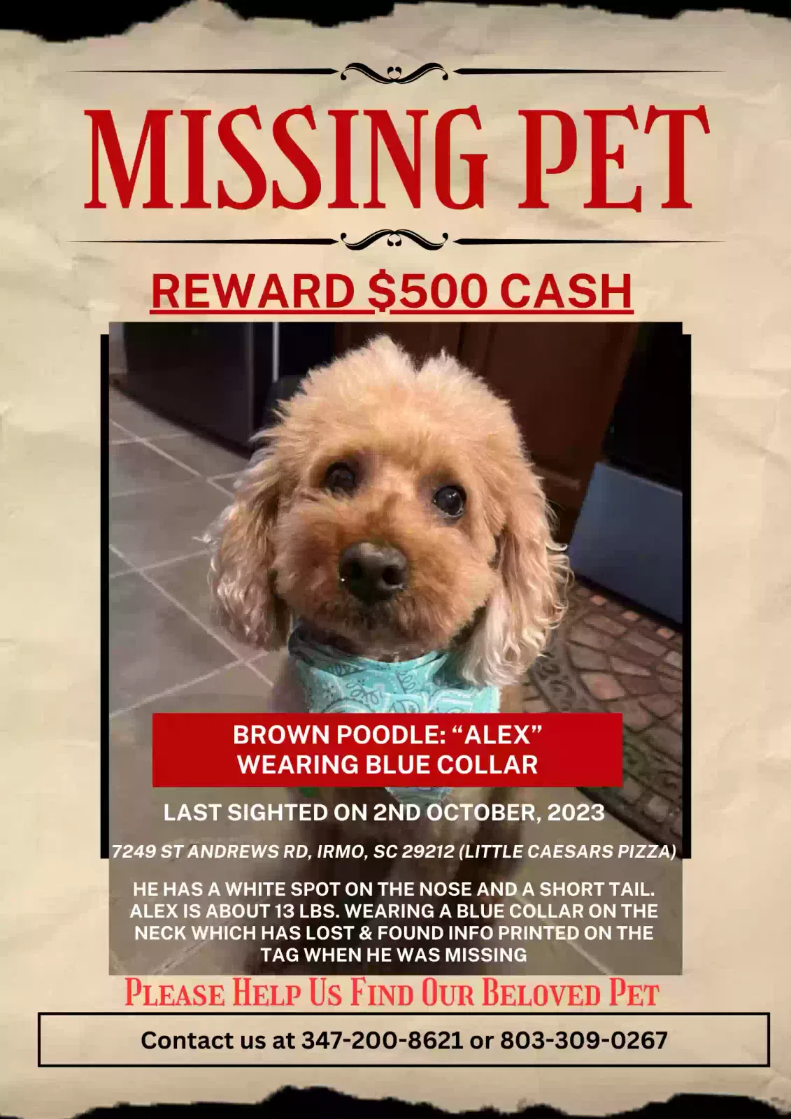 Lost dog in Columbia, SC, 29212