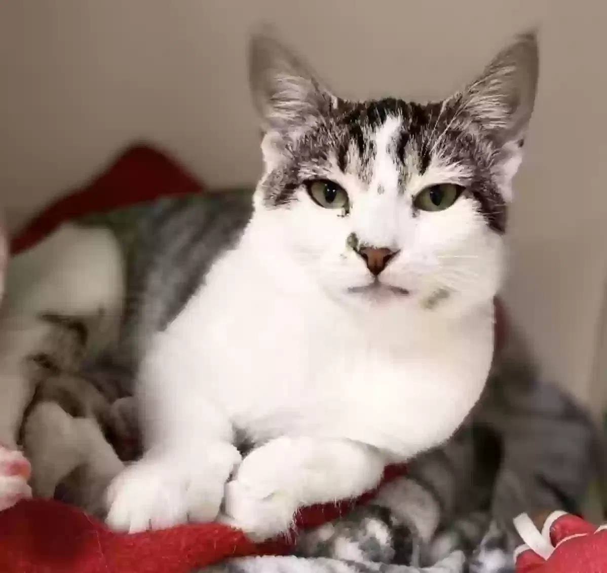 Lost cat in Vermilion, OH, 44089