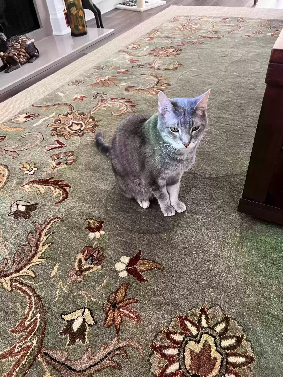 Lost cat in Baton Rouge, LA, 70817