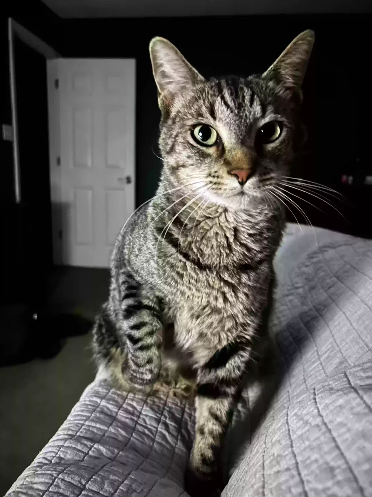Lost cat in Pensacola, FL, 32514