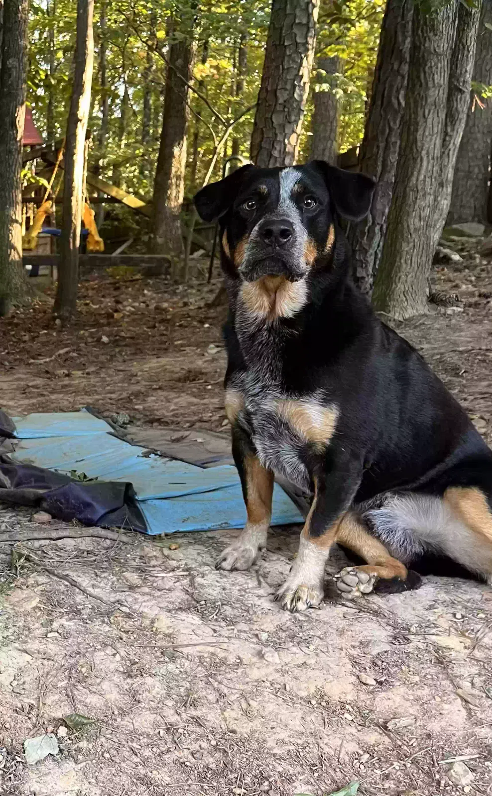 Lost dog in Kennesaw, GA, 30152
