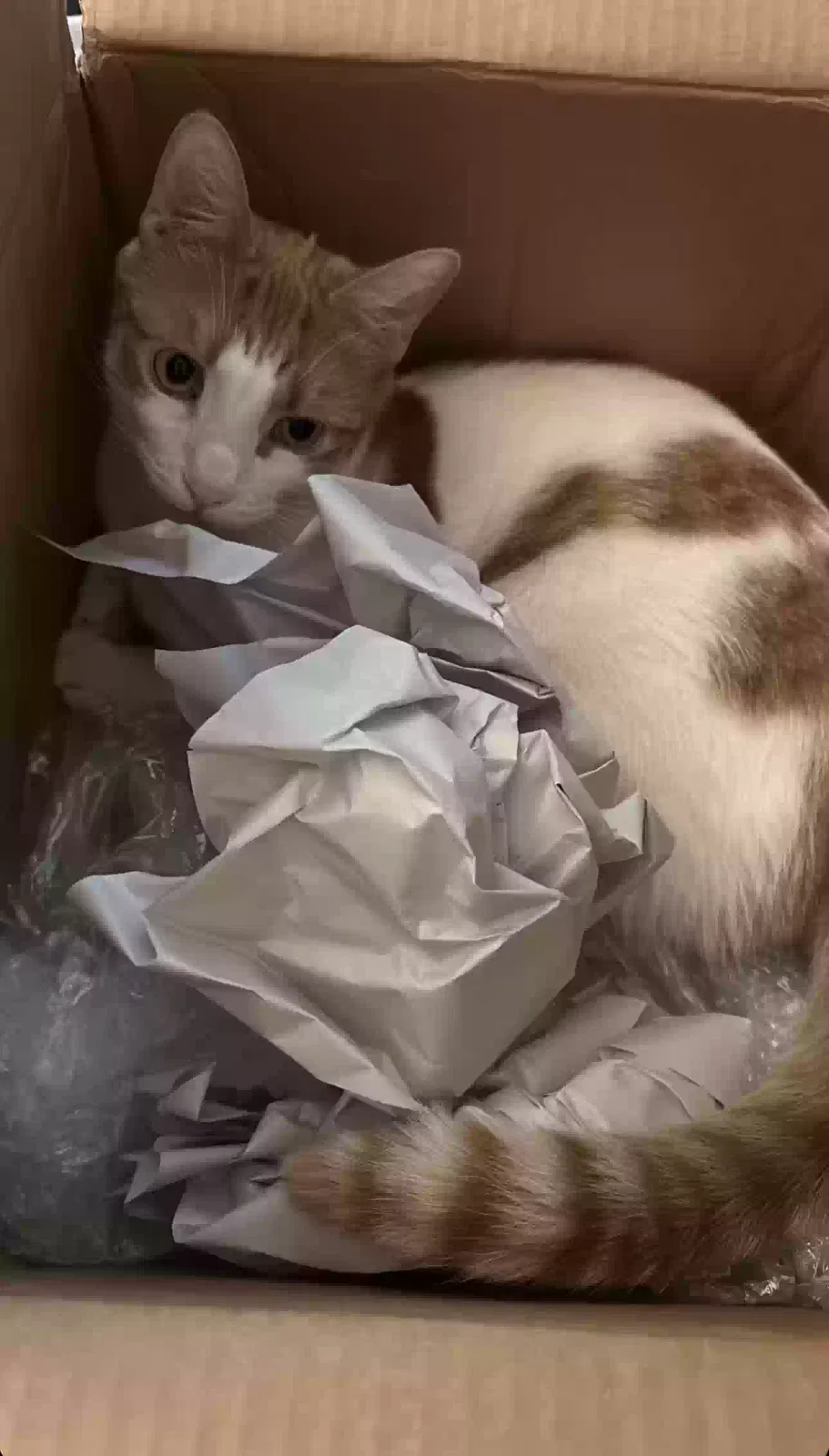 Lost cat in Sacramento, CA, 95811