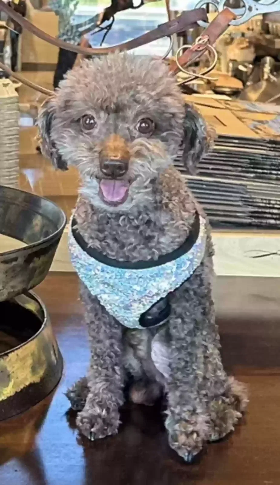 Lost dog in Fresno, CA, 93720