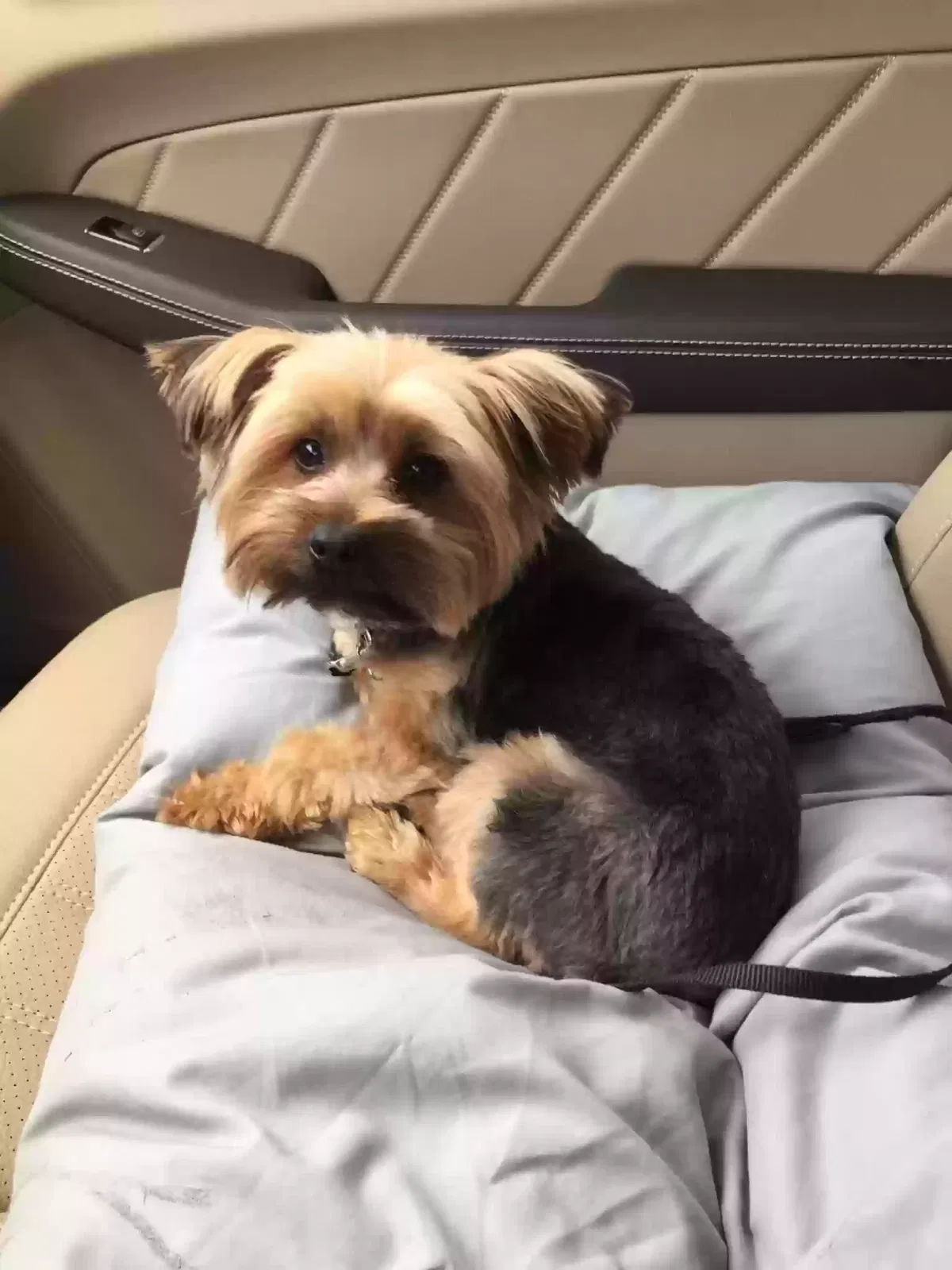 Lost dog in Brooksville, FL, 34601