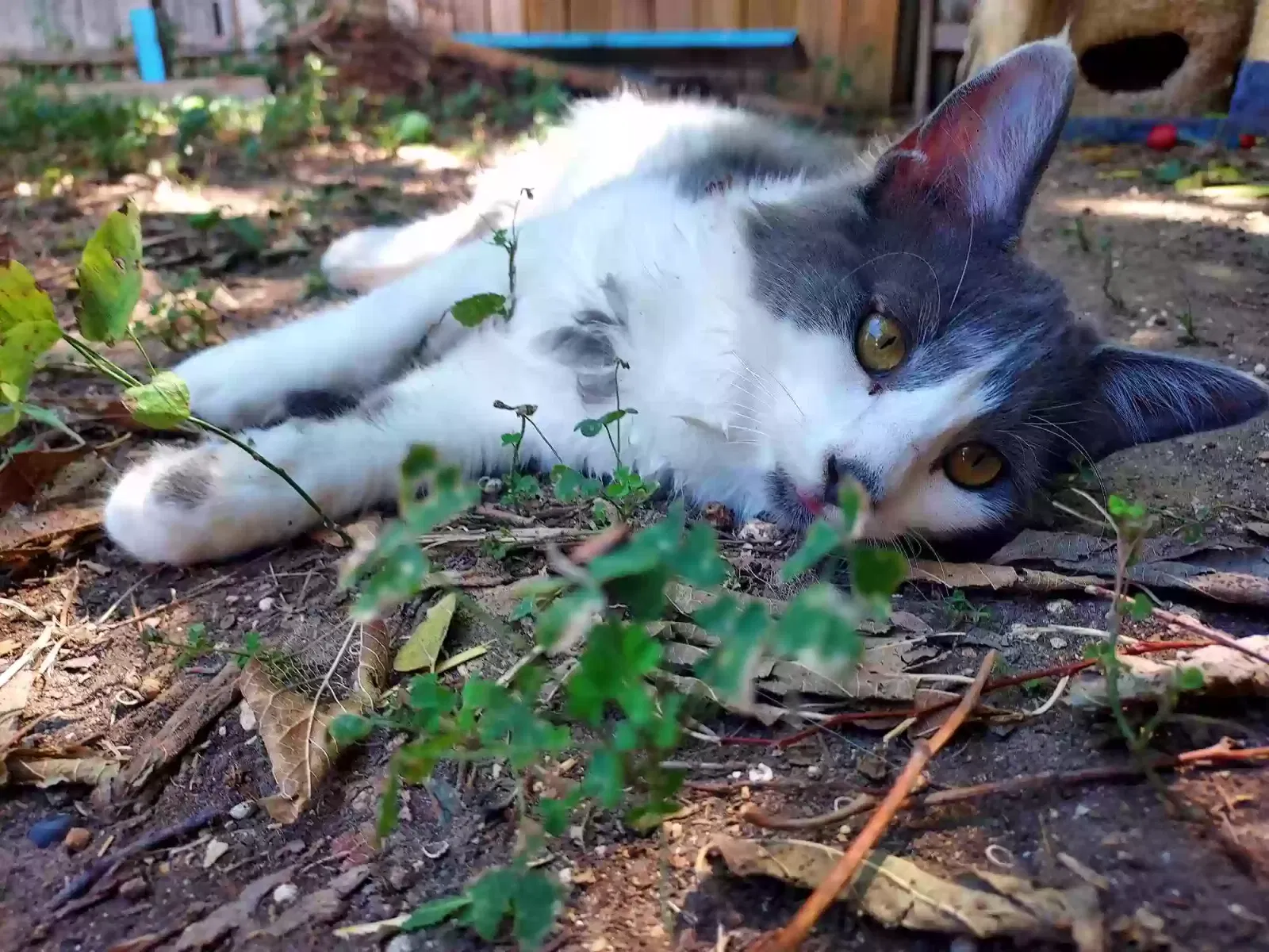 Lost cat in Fort Worth, TX, 76137