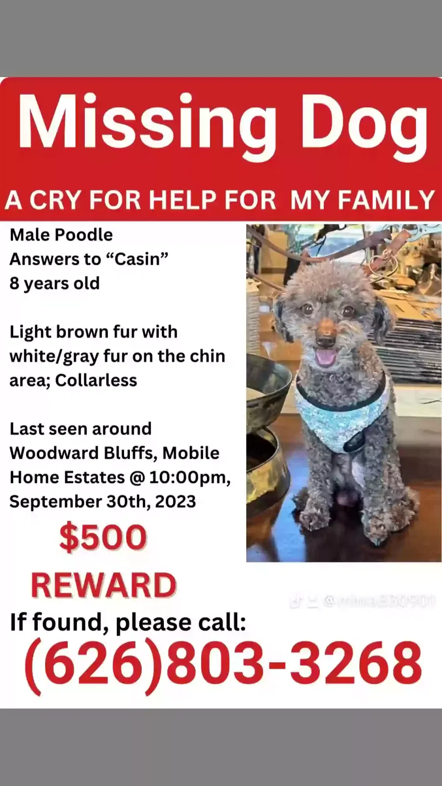 Lost dog in Fresno, CA, 93720