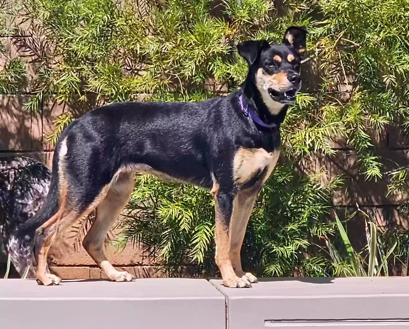 Lost dog in Lancaster, CA, 93536