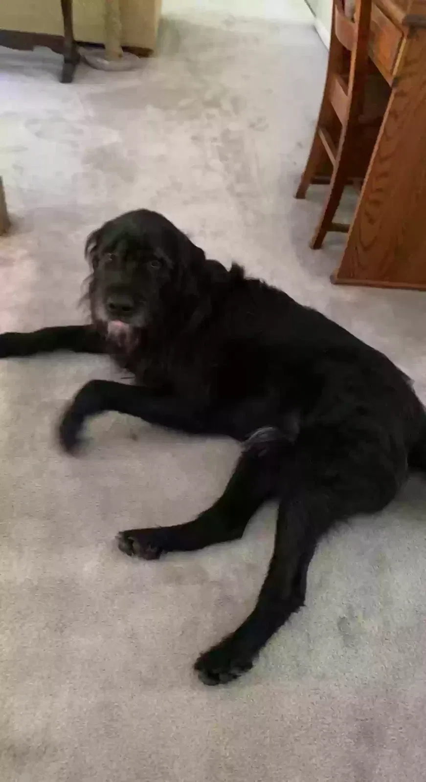 Found dog in Phoenix, MD, 21131