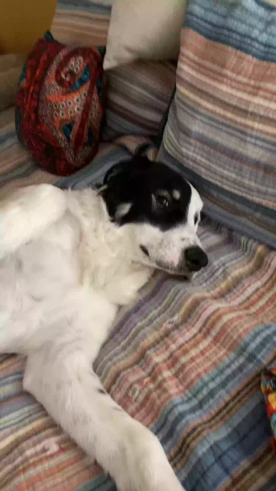 Found dog in Phoenix, MD, 21131