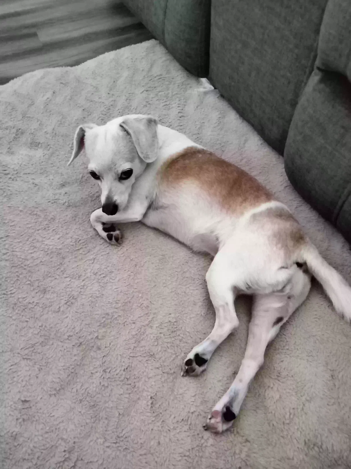 Lost dog in Bartow, FL, 33830