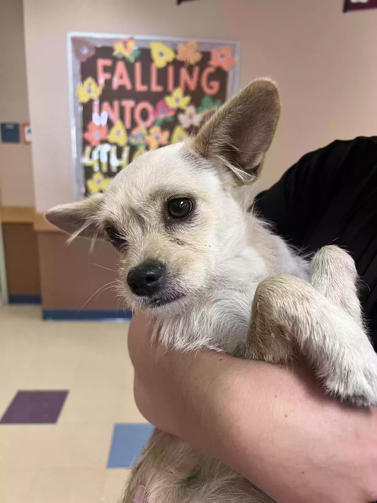Found dog in Avondale, AZ, 85392