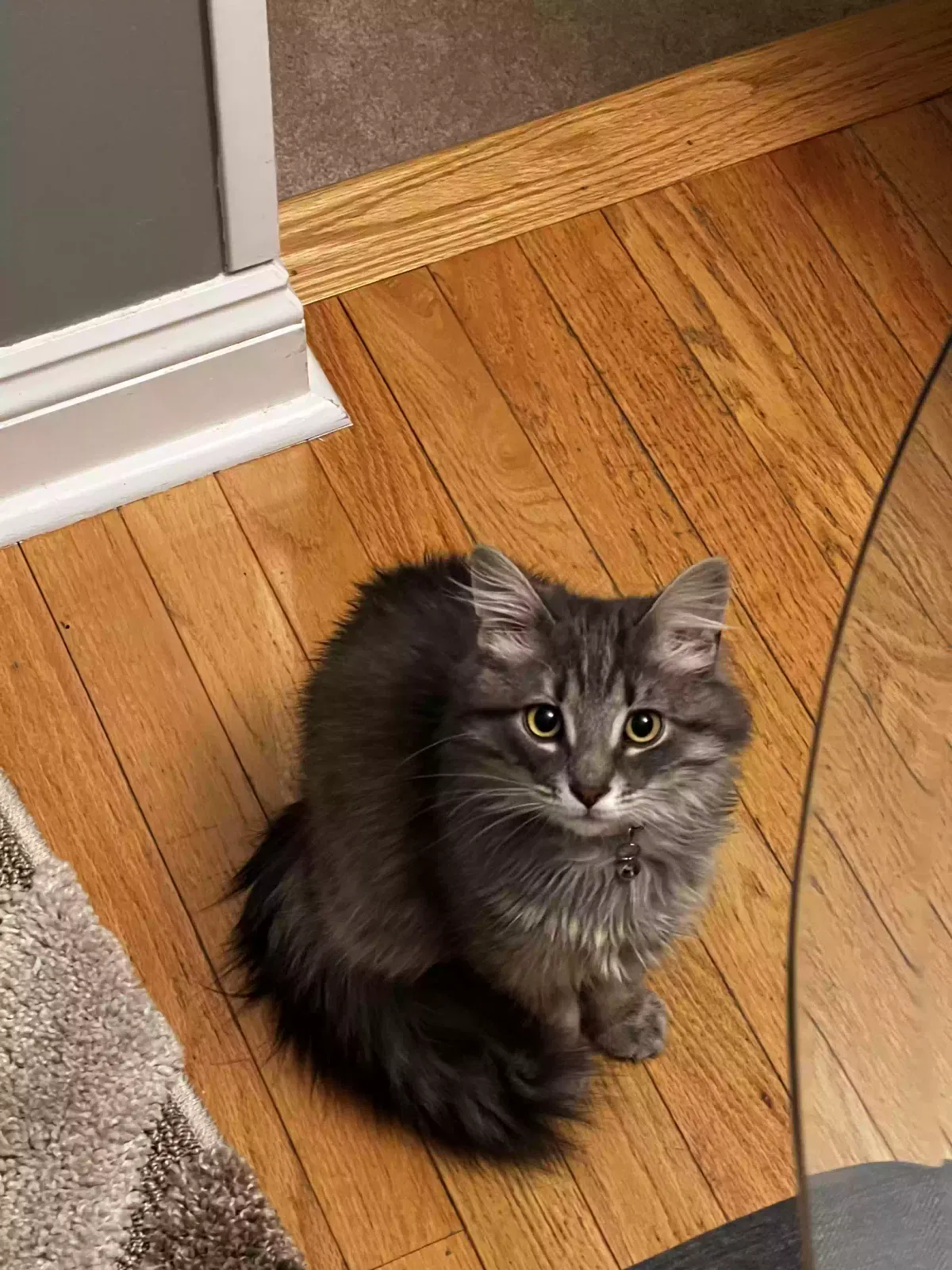 Lost cat in Belleville, MI, 48111