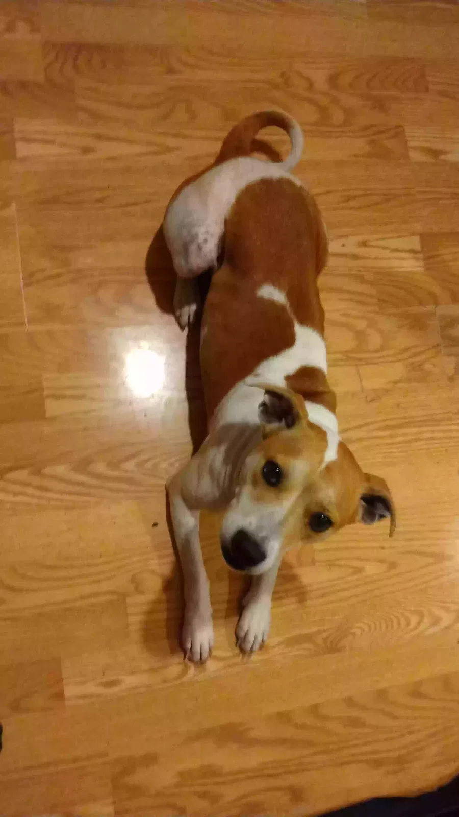 Found dog in Livingston, LA, 70754