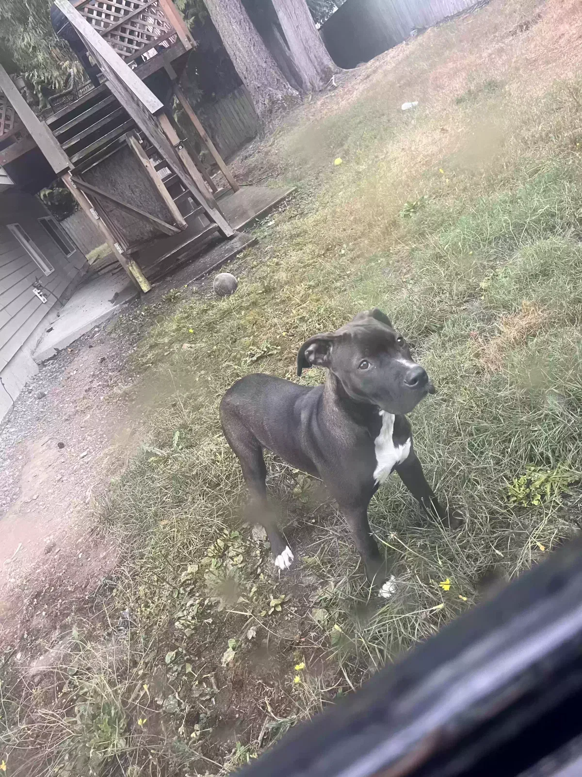 Lost dog in Everett, WA, 98208