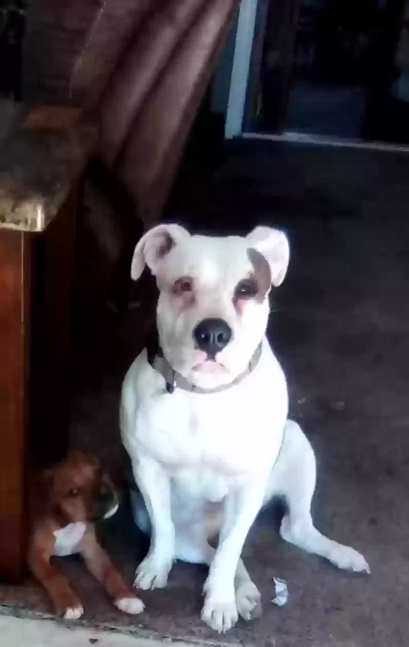 Lost dog in Hope Mills, NC, 28348