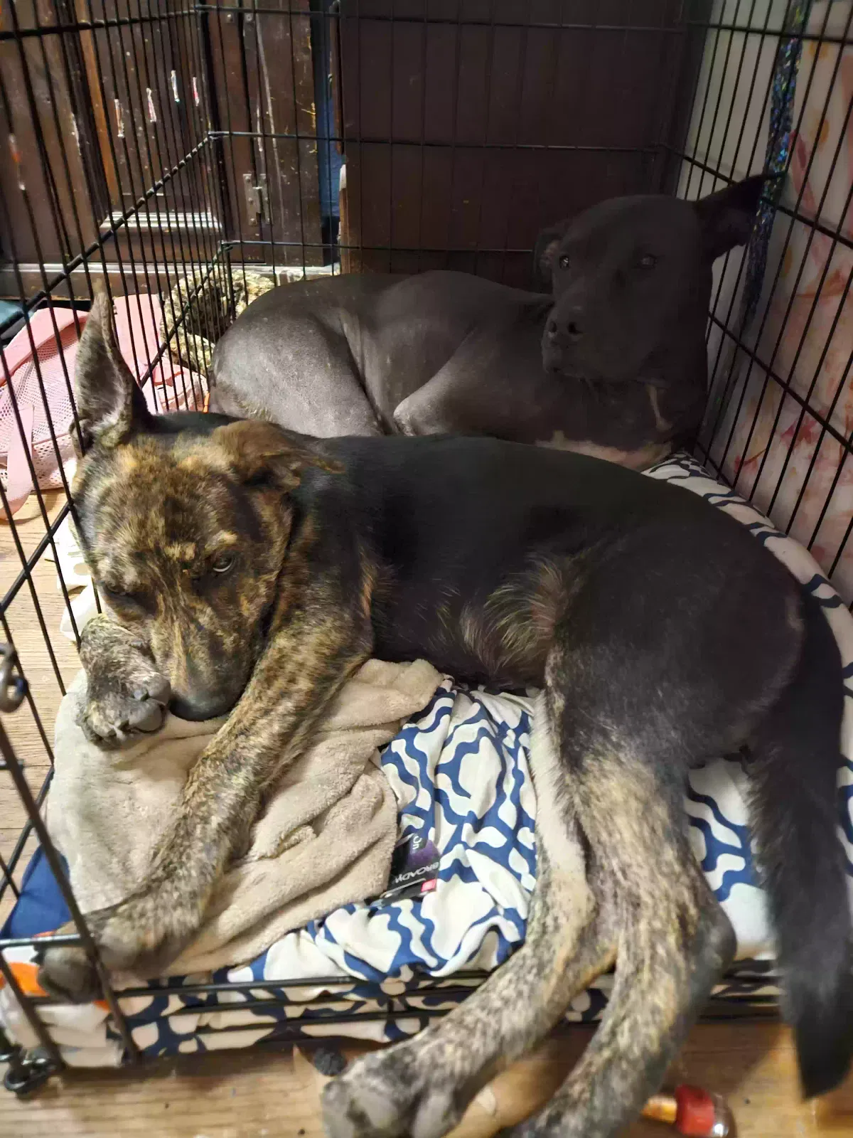 Found dog in Houston, TX, 77055