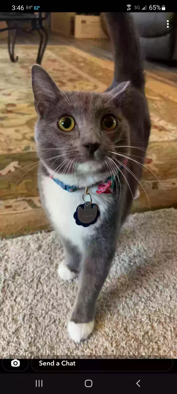 Lost cat in Lehigh Acres, FL, 33936