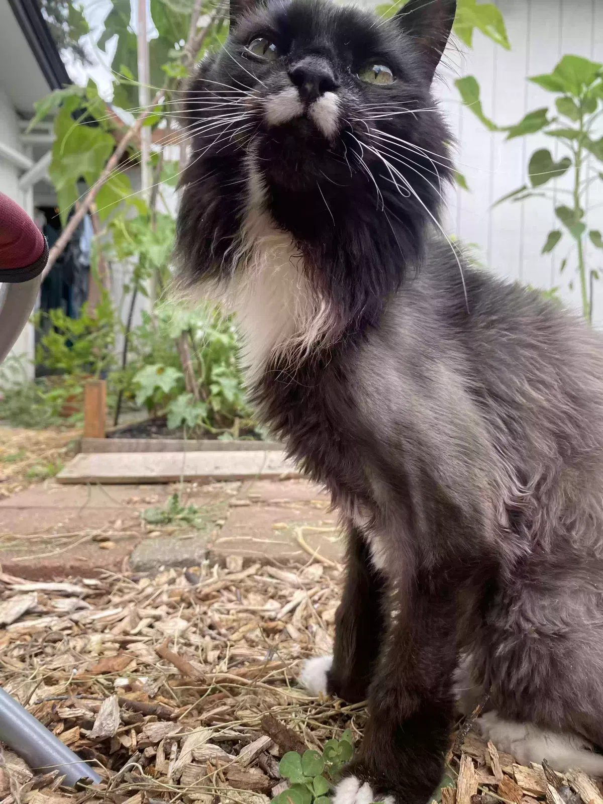 Lost cat in Vancouver, WA, 98660