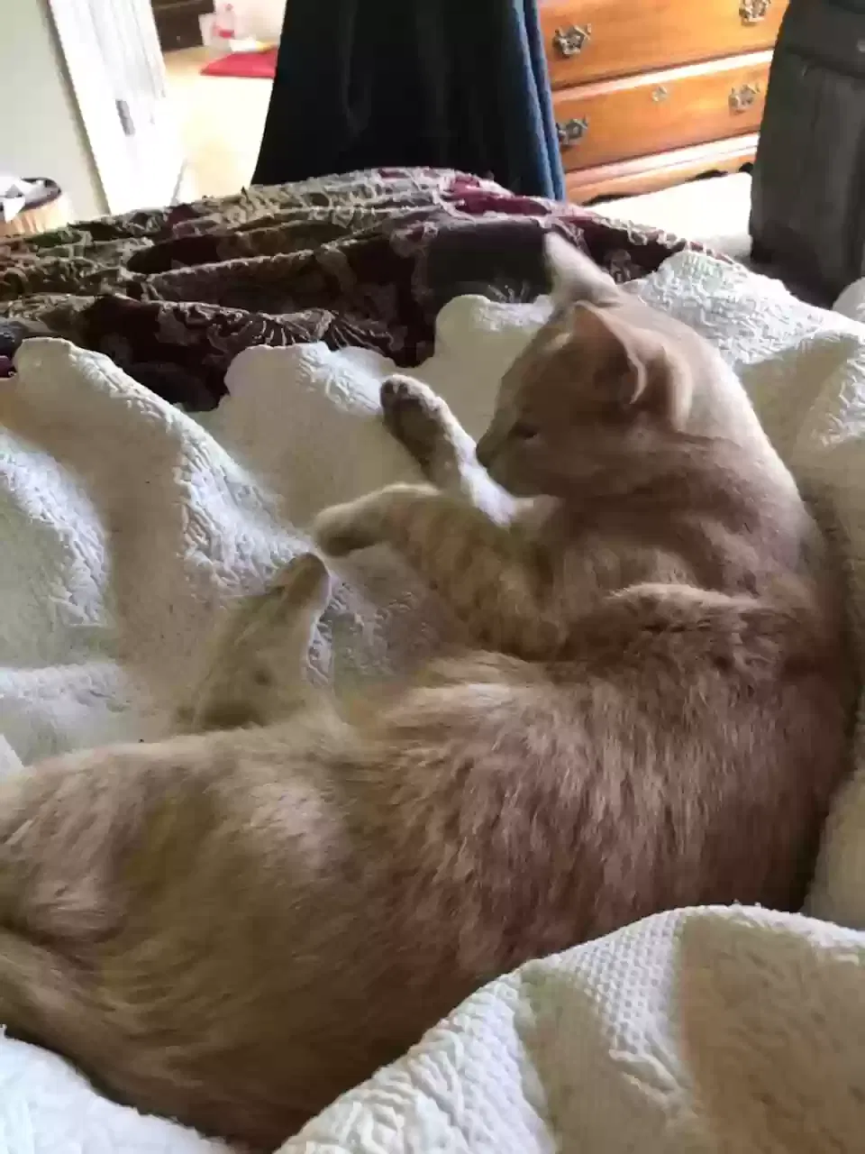 Lost cat in Athens, AL, 35613