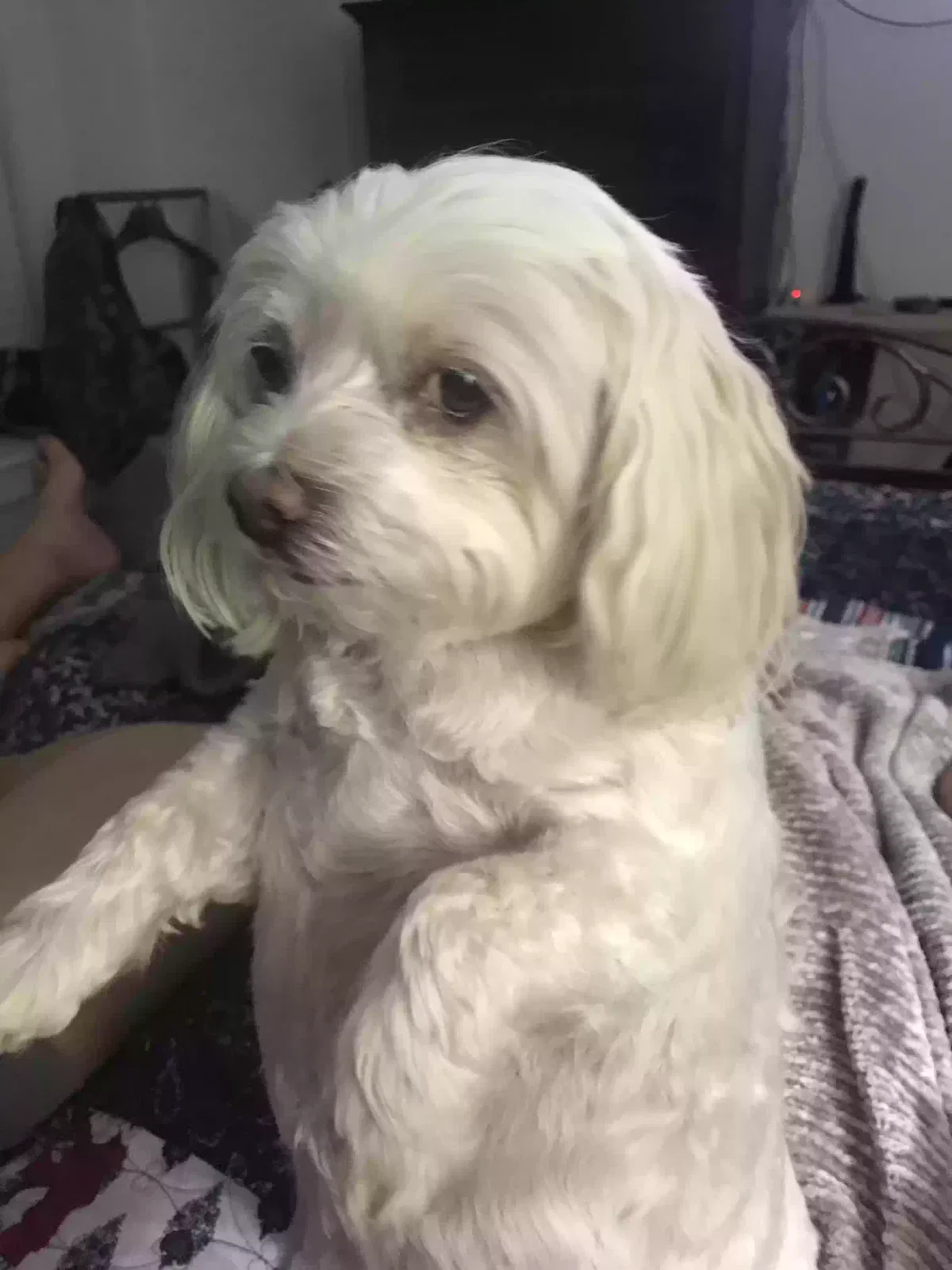 Lost dog in League City, TX, 77573