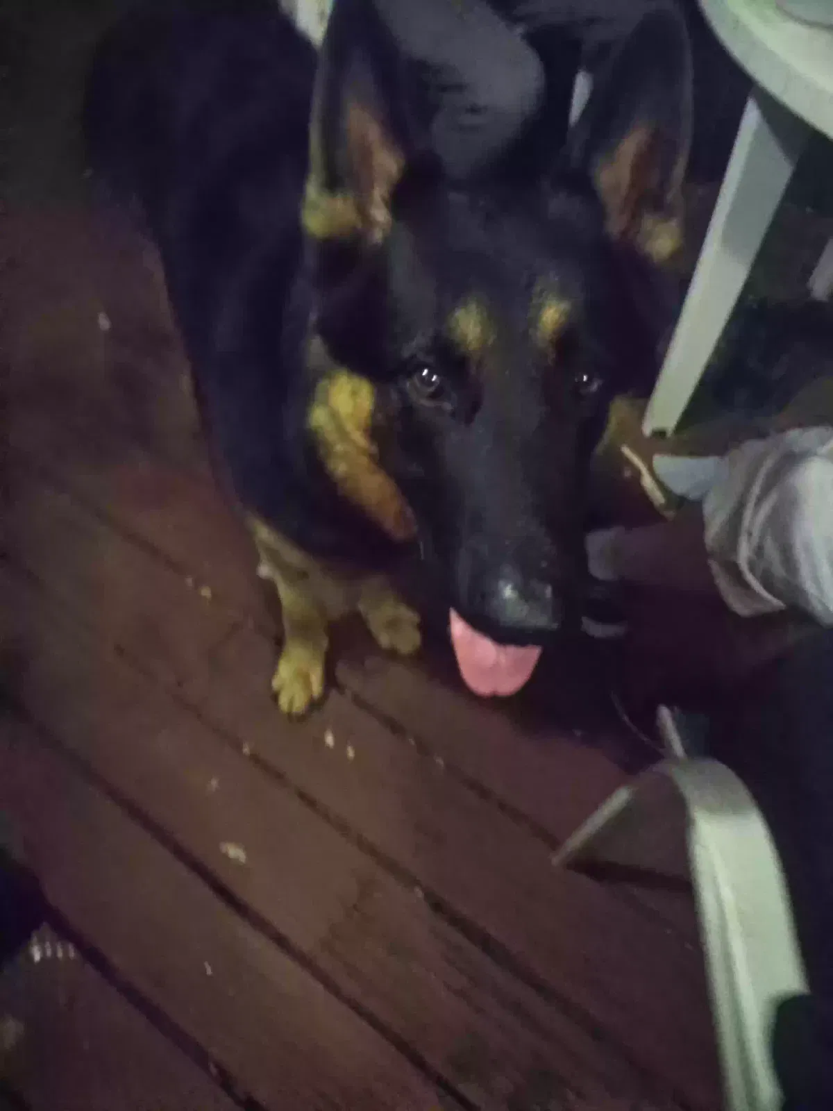 Lost dog in Vancouver, WA, 98661