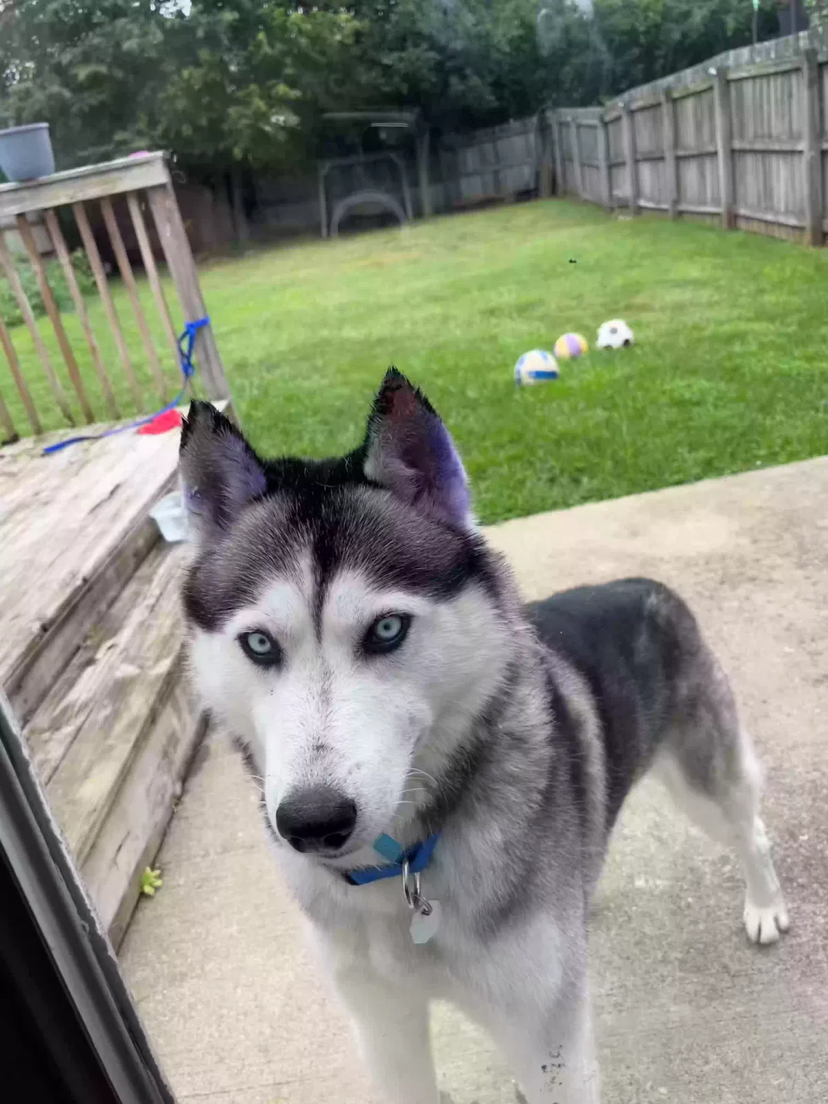 Lost dog in Lexington, KY, 40517