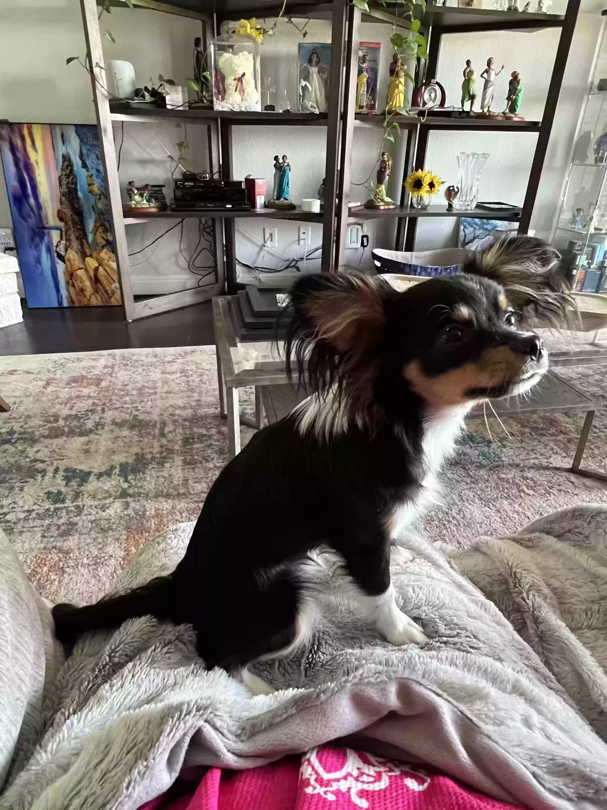 Lost dog in Pflugerville, TX, 78660