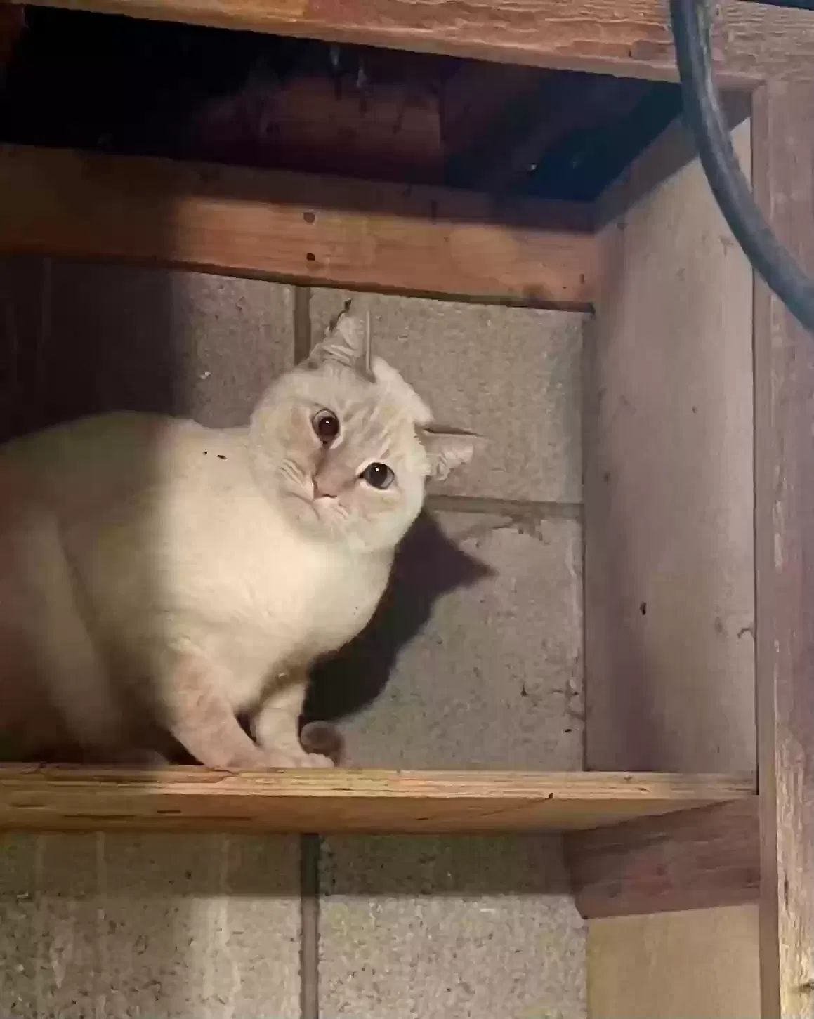 Lost cat in Franklin, WI, 53132