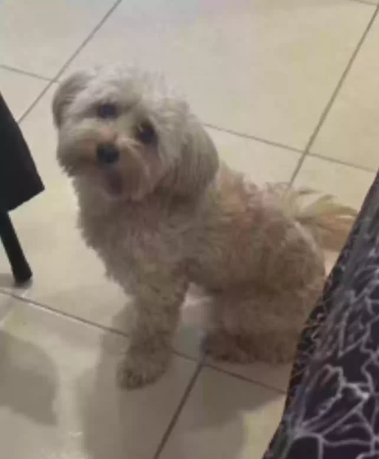 Lost dog in Round Rock, TX, 78664