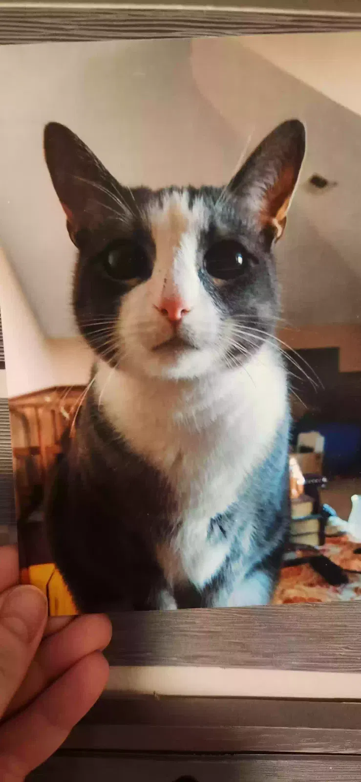 Lost cat in Charlotte, NC, 28227