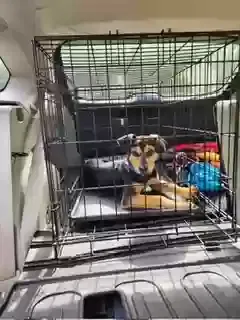 Found dog in Stokesdale, NC, 27357