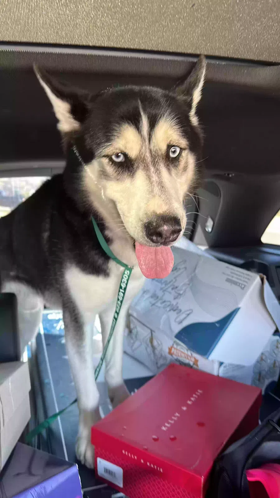 Found dog in Buckeye, AZ, 85326