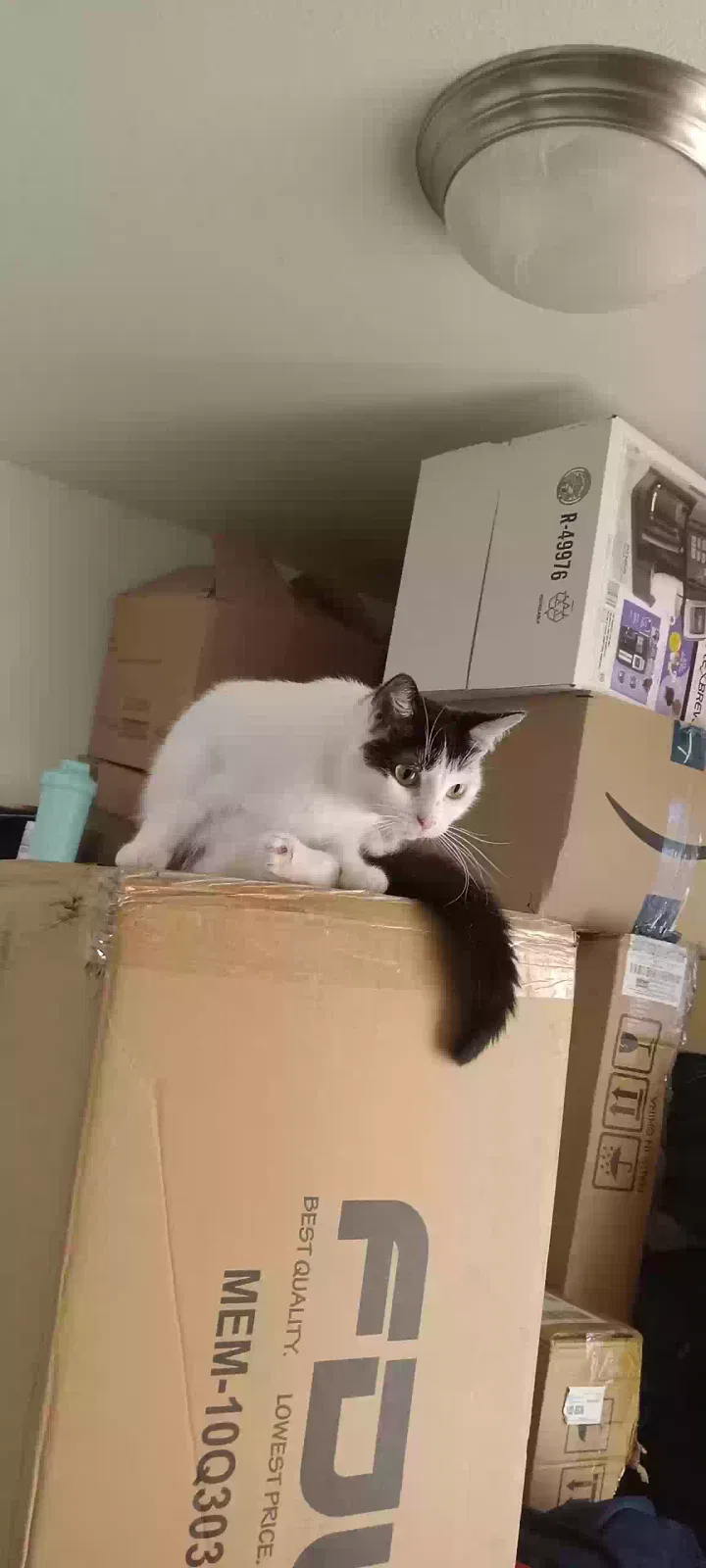 Lost cat in Vancouver, WA, 98683