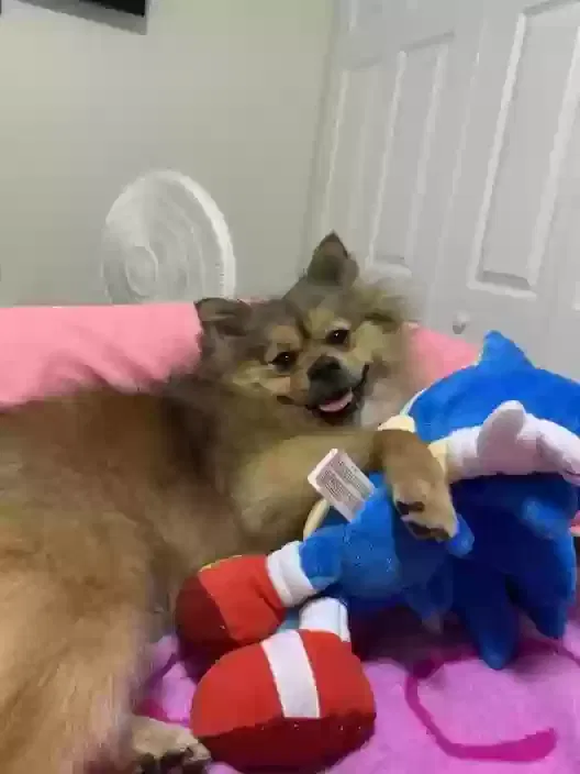 Lost dog in Tampa, FL, 33615